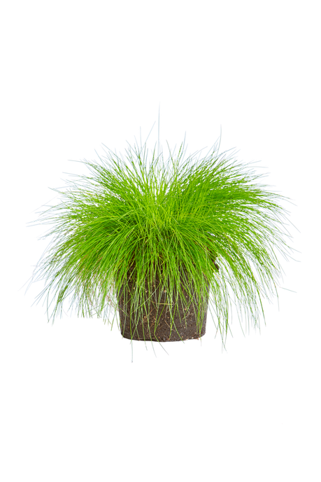 Deschampia flexuosa 'tarta'